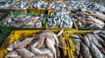 سوق العبور.. تباين أسعار السمك والمأكولات البحرية في مصر خلال تعاملات الجمعة